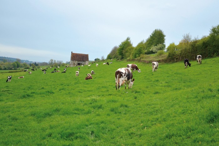 Sécurisez la mise à l'herbe des vaches