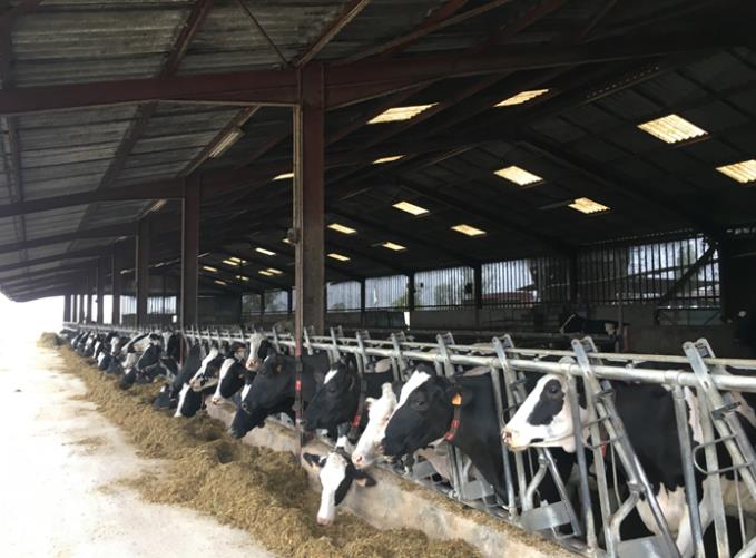 EARL Lasplanes élevage de vache Prim'Holstein