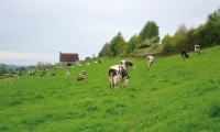 Sécurisez la mise à l'herbe des vaches