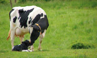 Le tarissement, étape important dans le cycle de la vache laitière