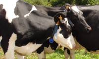 Alimentation vaches taries