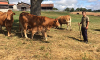 Temoignage Sébastien Merle Vaches au pré