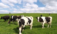 Vaches au pré nourries avec un apport en levures vivantes (deltalevures) dans la ration en juillet