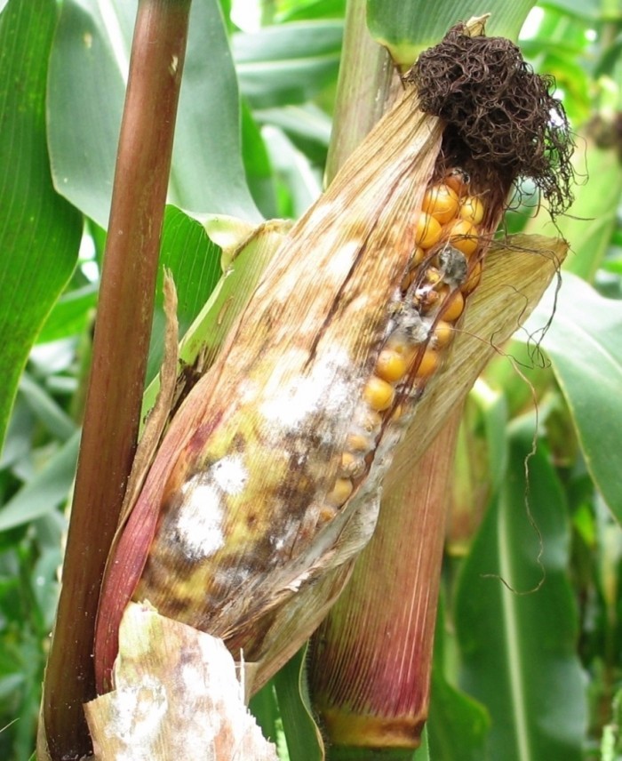 DELTAVIT_Consequences-mycotoxines-sur-production-laitiere-identifier-et-gerer-les-risques