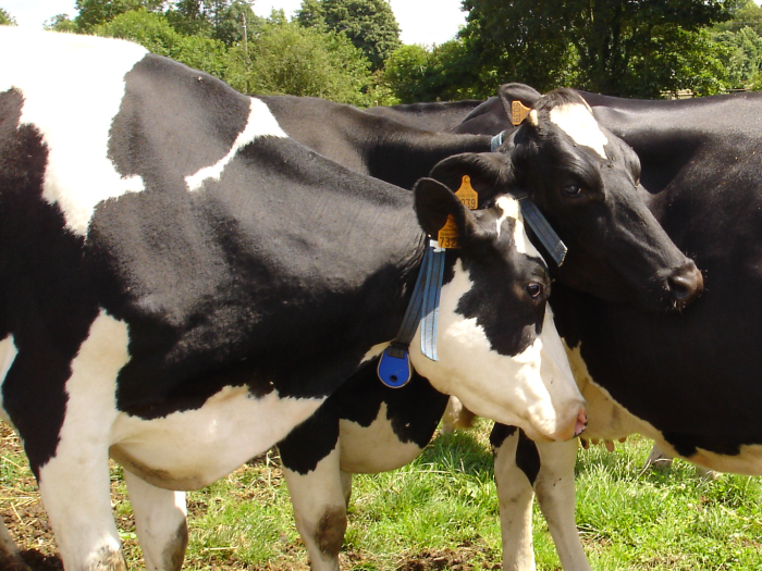 Alimentation vaches taries