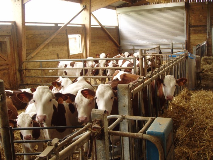 Les veaux Montbéliards du Gaec des saveurs