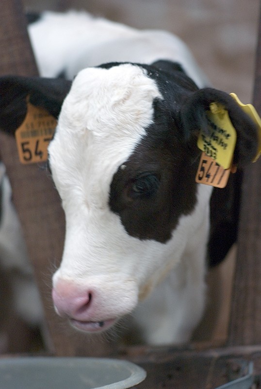 Importance-du-colostrum-pour-le-veau