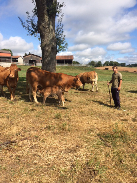 Temoignage Sébastien Merle Vaches au pré