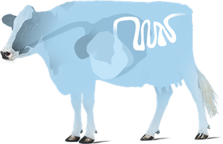 Vache_rumen_-_intestin_ruminant_vache_rumen_intestin_delta_balance_ccpa