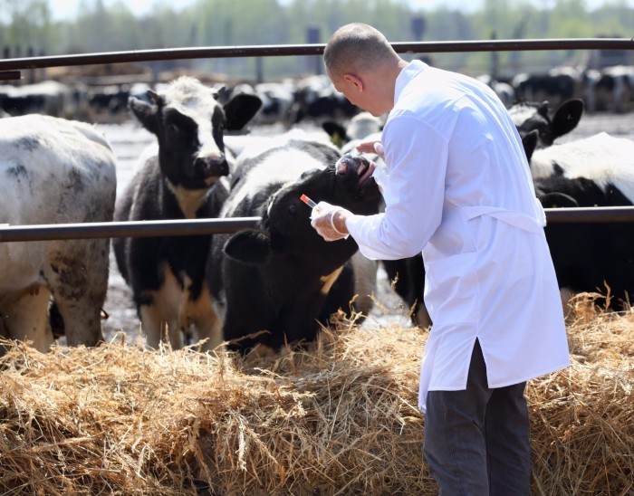 Prise de sang en élevage de vaches laitières par DELTAVIT pour réaliser un diagnostic nutrition-santé 