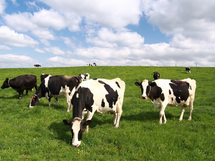 Vaches au pré nourries avec un apport en levures vivantes (deltalevures) dans la ration en juillet