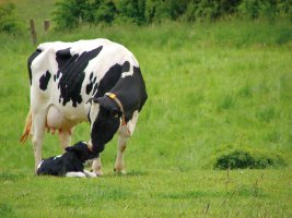 Le tarissement, étape important dans le cycle de la vache laitière