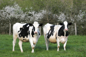 Reduire_le_stress_oxydatif_et_linflammation_peri-partum_des_vaches_laitieres_Fotolia_4466951_Subscription_XL