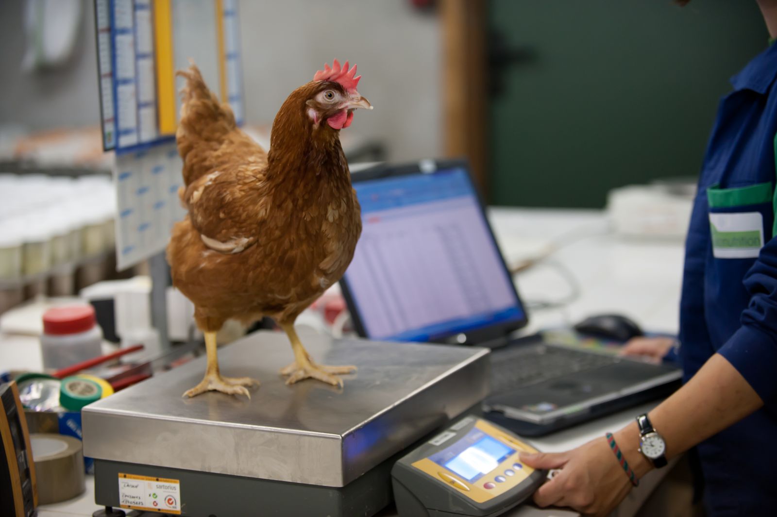 volaille dans le cadre euronutrition