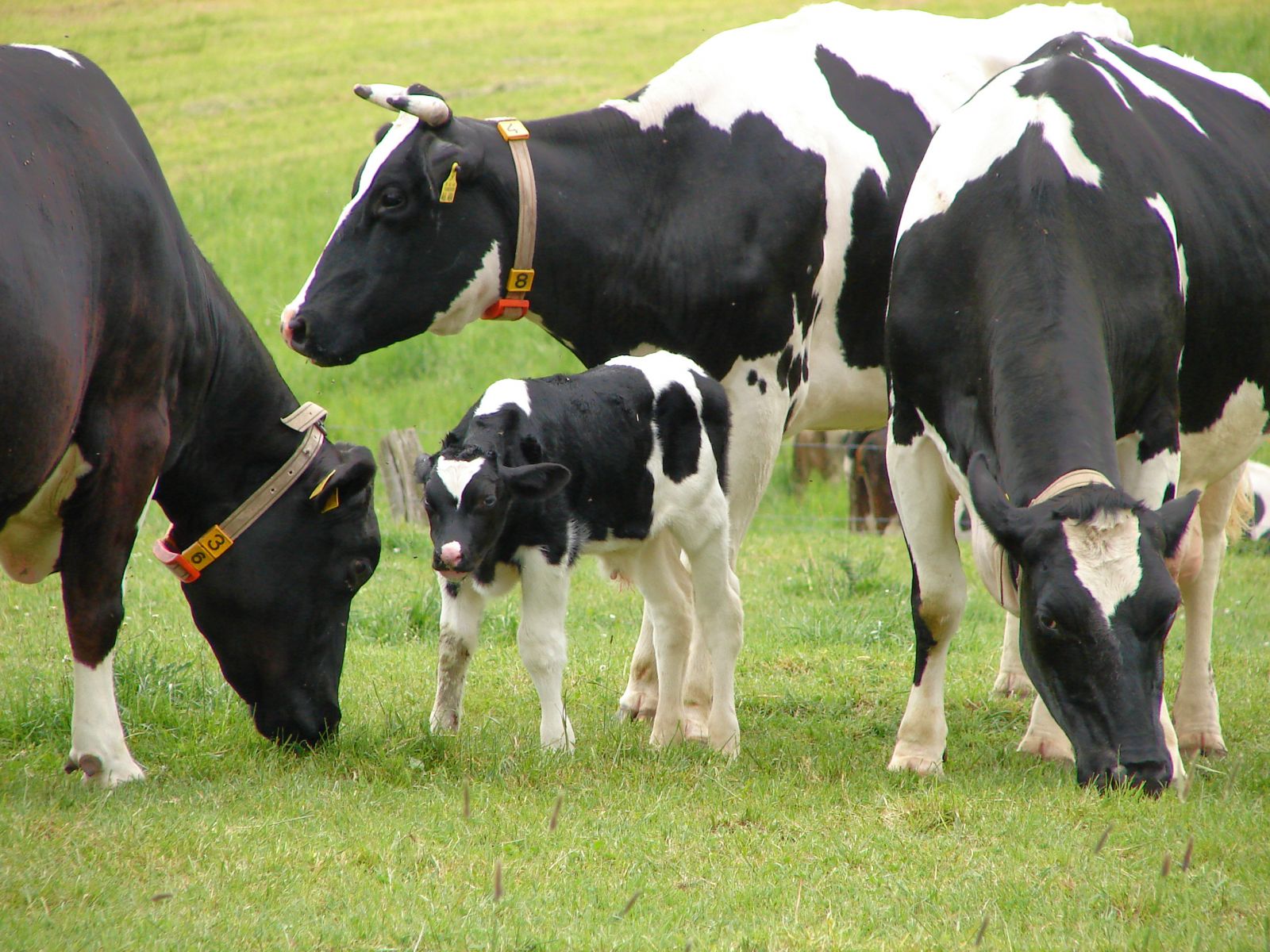 Vaches laitières au champ