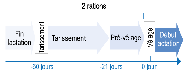 Les étapes du tarissement de la vache laitière