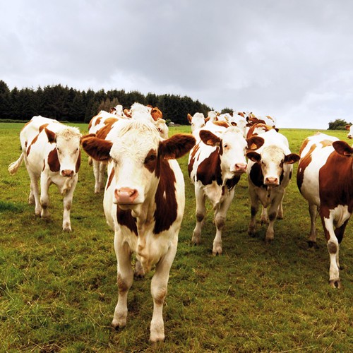 Témoignage mise à l'herbe pour un bon taux protéique avec Deltatys