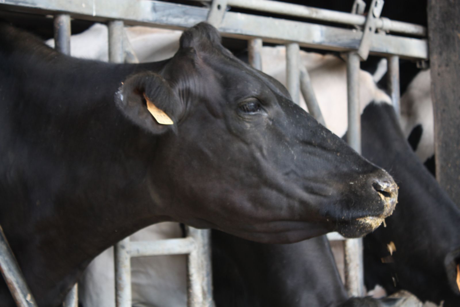 Vaches laitières en bâtiment