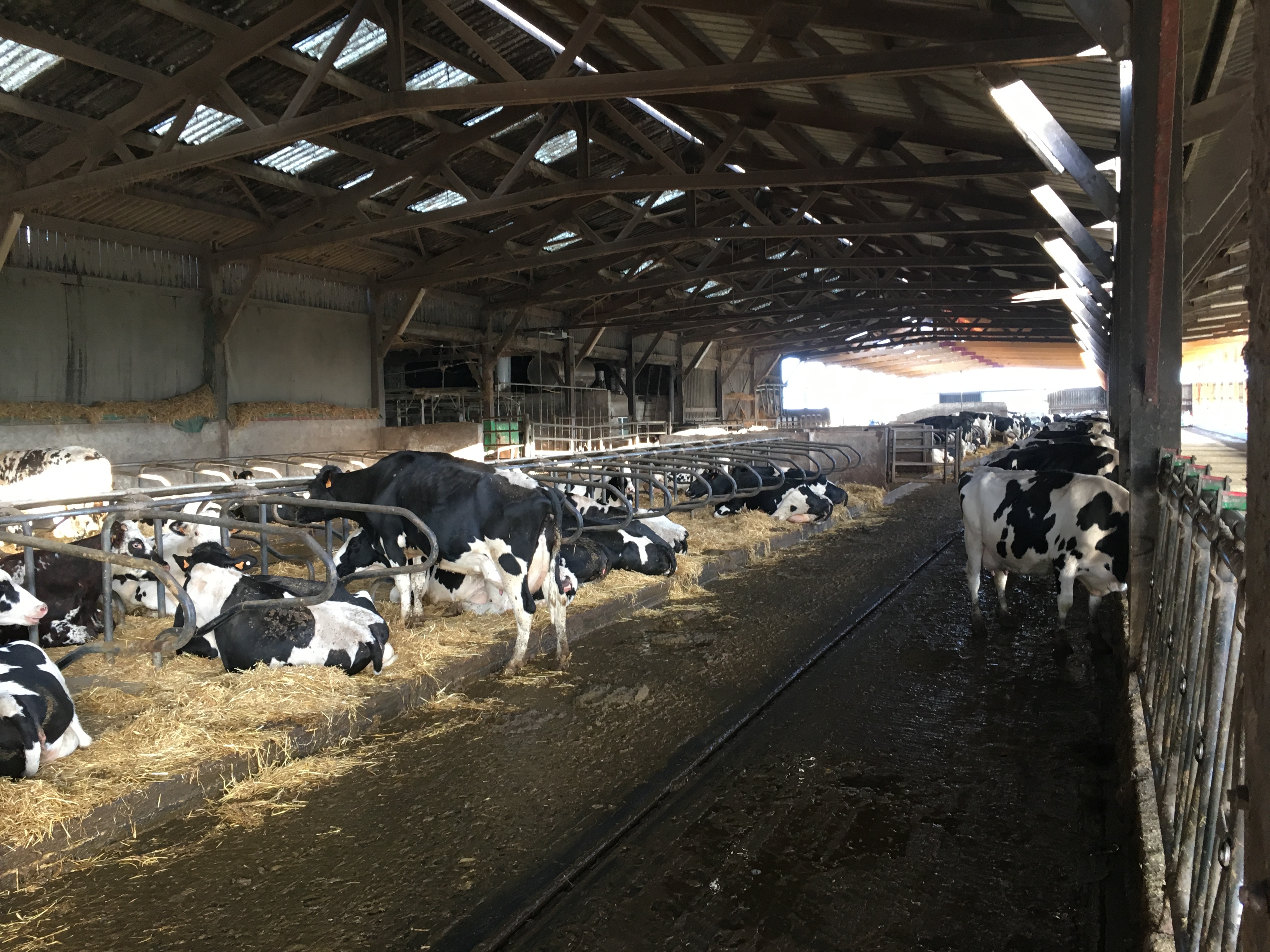 elevage de vache laitière Gaec Parais en Vendée