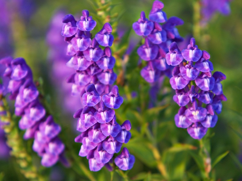 Plante Scutellaria baicalensis