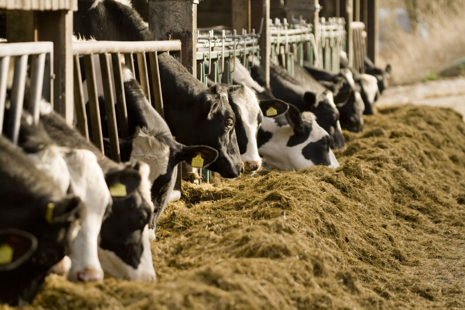 Vaches laitières à l'auge