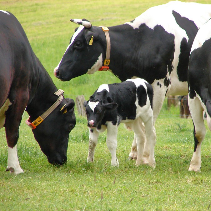 Vaches à l'herbe