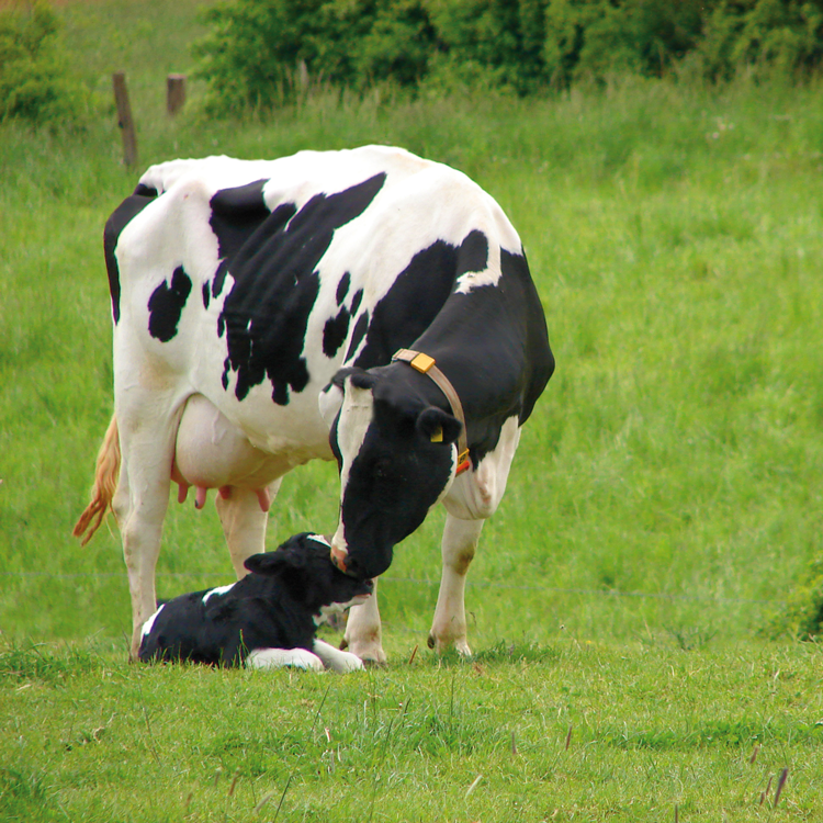 Vaches au pré