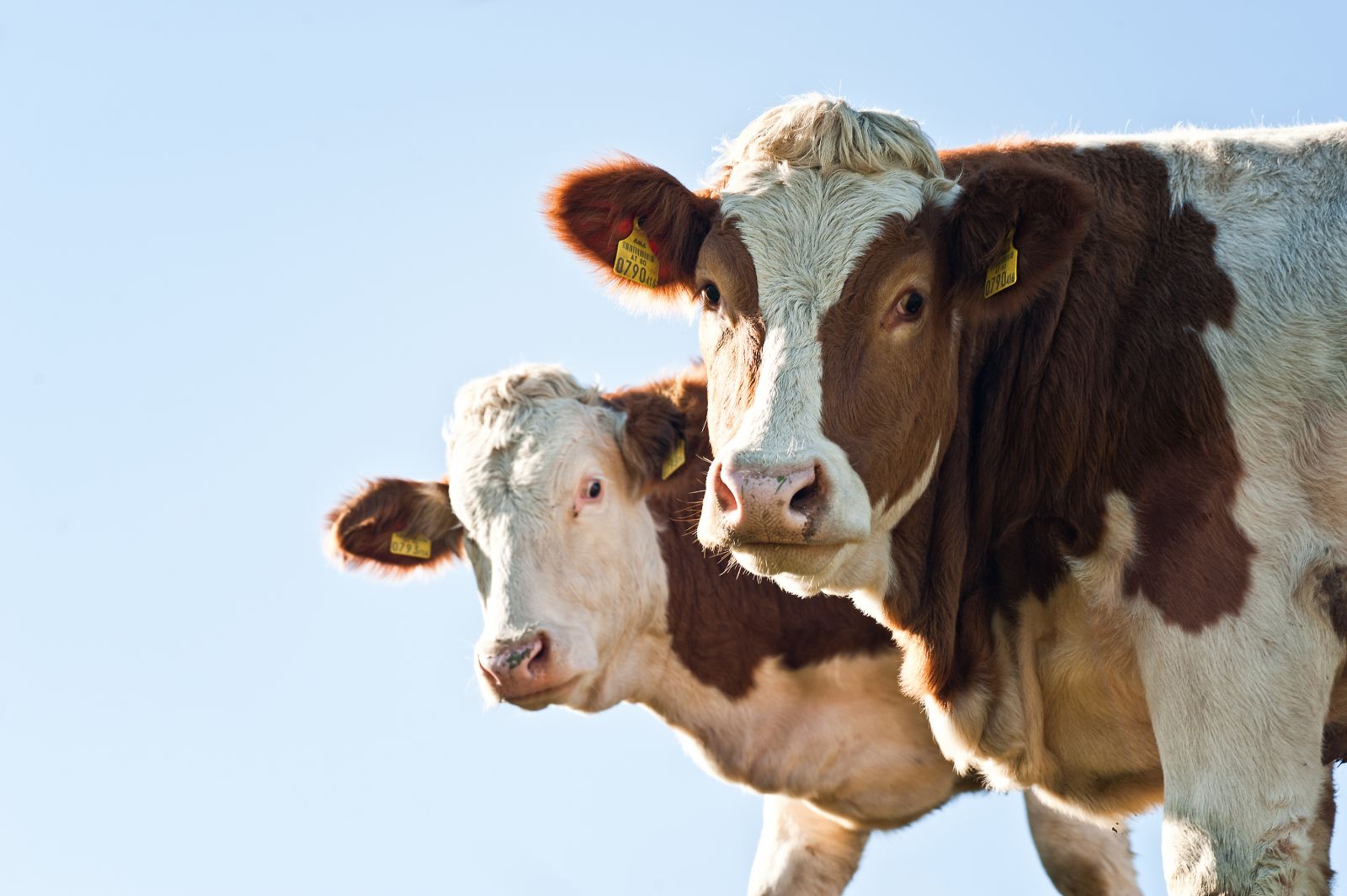 Vaches laitières à l'herbe