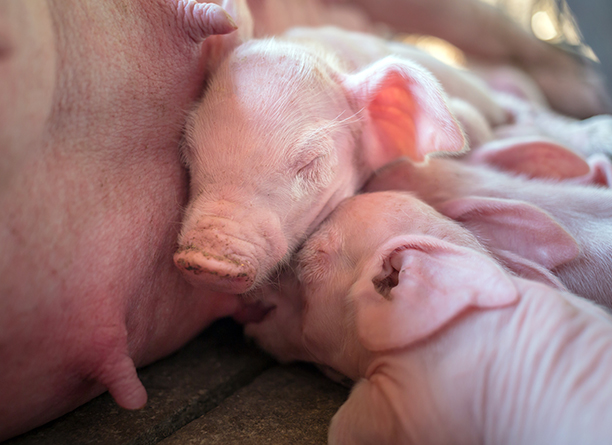 MANAGING PIGLET START-UP