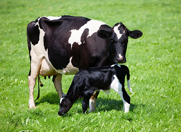 Tarissement des vaches : bien tarir pour bien produire