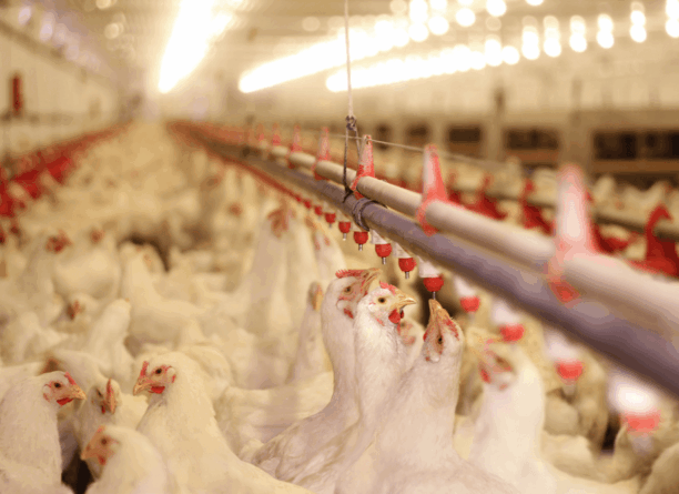 Spécial coup de chaleur avec Delta® ThermoPoultry