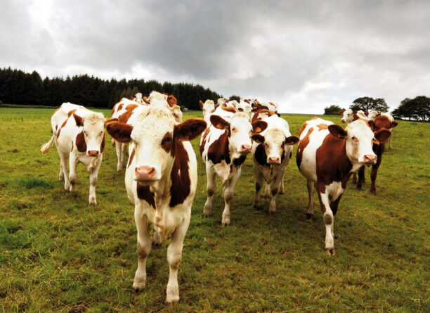 Une mise à l’herbe sécurisée avec DELTATYS [Témoignage éleveur]