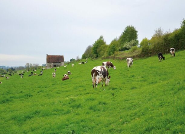 Comment bien sécuriser la mise à l’herbe des vaches ?