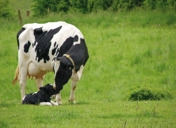 Réussir le tarissement des vaches laitières : étape importante pour réussir sa lactation
