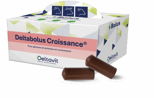 Deltabolus Croissance