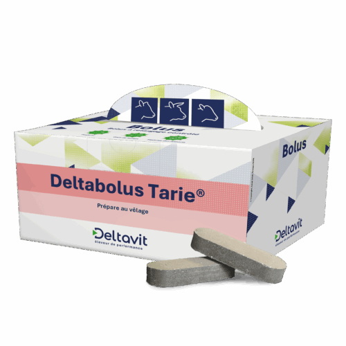 Deltabolus Tarie