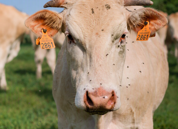 Bluetongue, EHD, biting insects: Supporting herd performance starts in the pasture