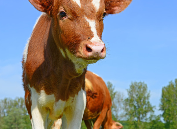 Late-Summer Calving: How Can We Help Calves Stay Healthy Despite Heat Stress?