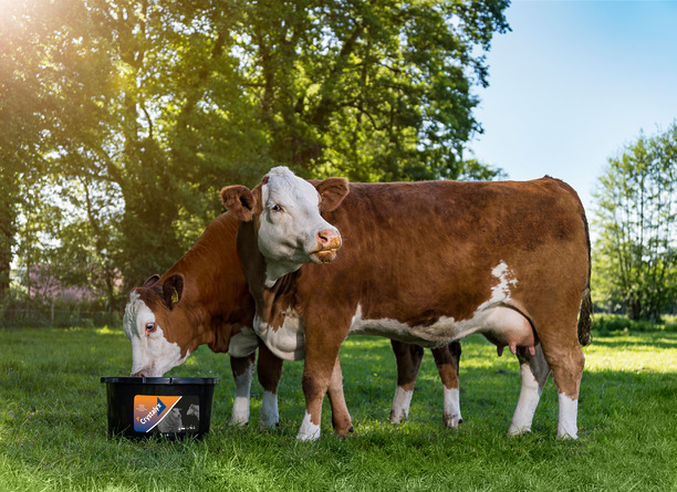 Heat Stress: Why Are energy licking buckets a Valuable Asset for Ruminants?