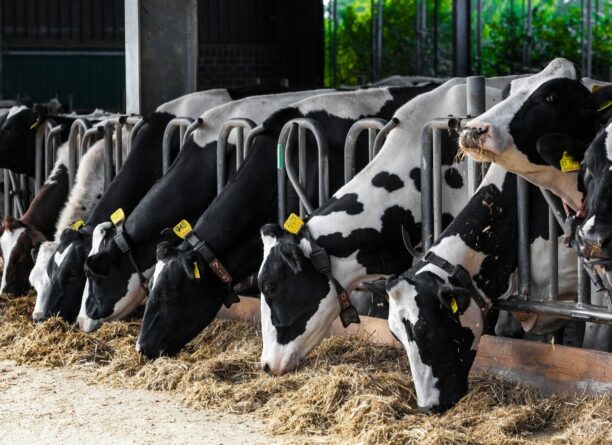 L’hypocalcémie subclinique ou la forme silencieuse de la fièvre de lait