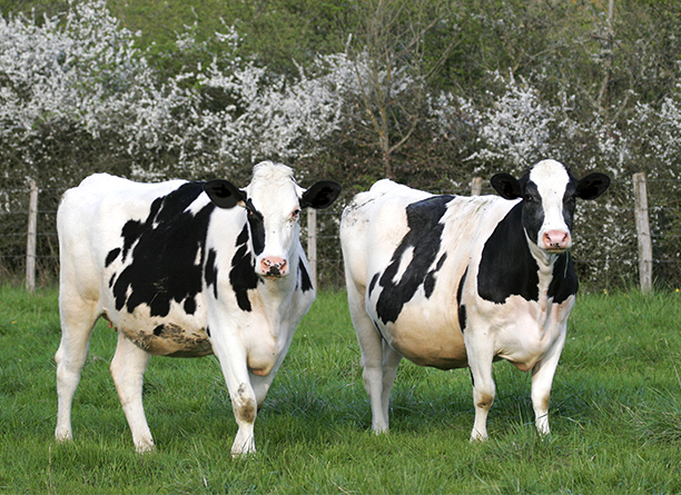 Réduire le stress oxydatif et l’inflammation peri-partum des vaches