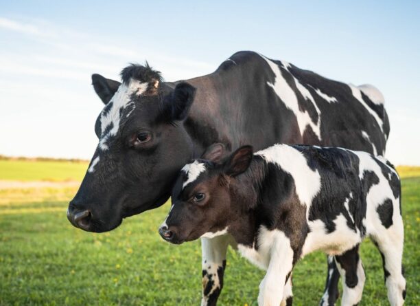 Le tarissement des vaches : objectifs et bonnes pratiques