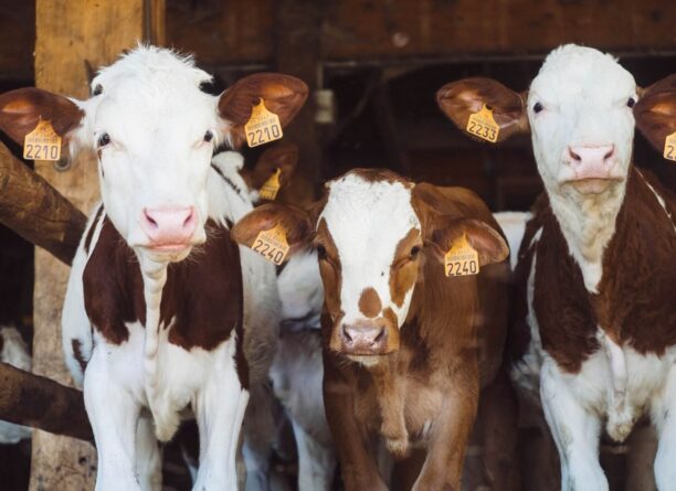 L’alimentation des veaux laitiers : la chasse aux idées reçues