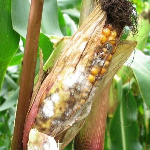 Diagnostic du risque mycotoxines