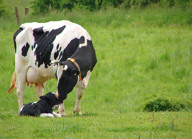 Managing peak milk production: how to optimise it?