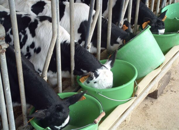 Améliorer la santé des veaux par un plan sanitaire et l’alimentation